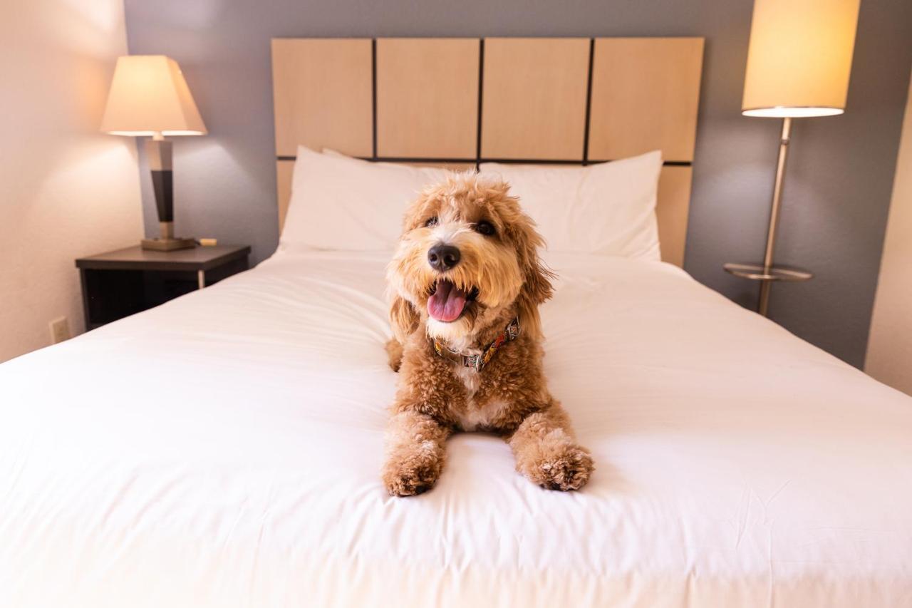 Sonesta Simply Suites St Louis Earth City Extérieur photo